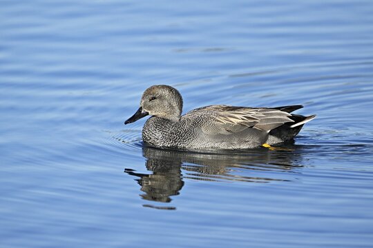 Adult gadwall (Mareca strepera), male swimming on Lake Zug, Switzerland