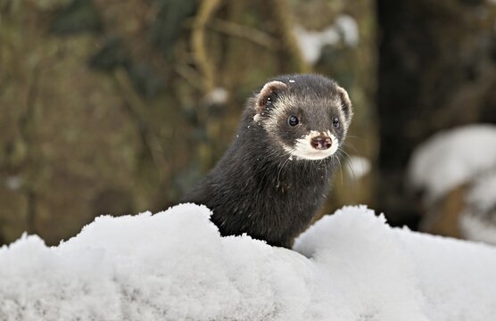 European polecat (Mustela putorius) or wood polecat, sitting in the snow, captive, Switzerland