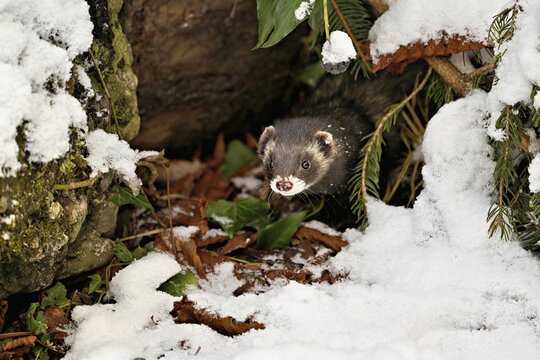 European polecat (Mustela putorius) or woodland polecat, looking out of the bushes, captive, Switzerland