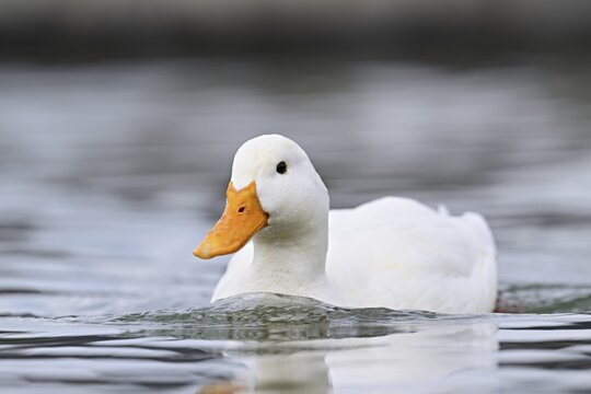 Mallard (Anas platyrhynchos), albino, swimming, Switzerland