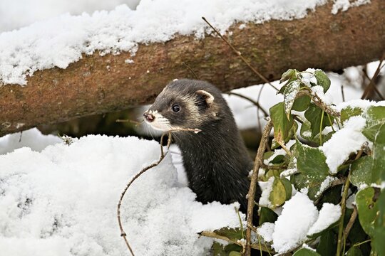 European polecat (Mustela putorius) or wood polecat, looking out of snow-covered bushes, captive, Switzerland