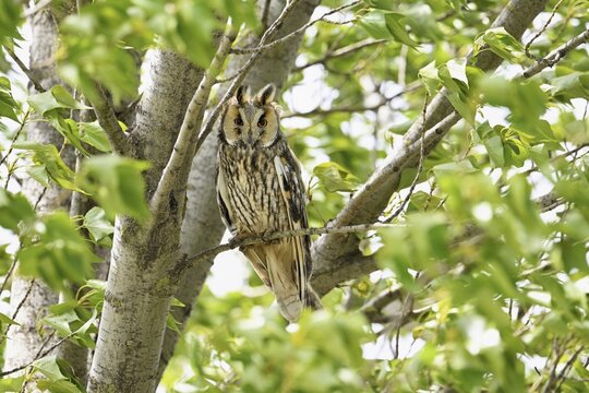 Long-eared owl (Asio otus), sitting in a tree, Lake Neusiedl, Burgenland, Austria
