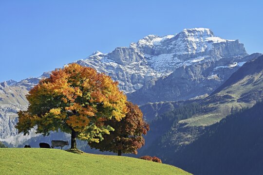 Cows standing in front of a group of sycamore maples (Acer pseudo plantanus), in autumn colours in front of snow-covered mountains, Canton Uri, Switzerland