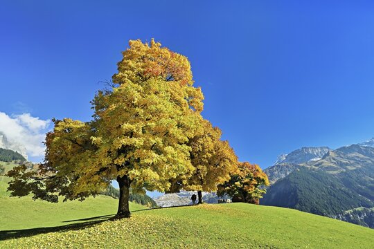 A group of sycamore maples (Acer pseudo plantanus), in autumnal colour, Canton Uri, Switzerland