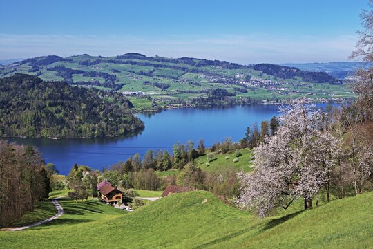 View of Lake Zug with the Chiemen, cherry tree in bloom in front, Walchwil, Canton Zug, Switzerland