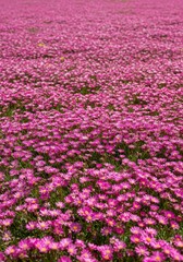 Fototapeta premium Expansive field covered entirely by blooming pink Delosperma cooperi, creating a dense, colorful ground cover tapestry under bright sunlight, Delosperma, outdoor, brightness