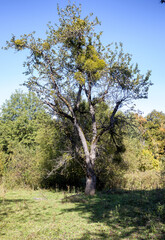 natural mosses and fungi saprophytes damage to wood during the development and maturation of spores