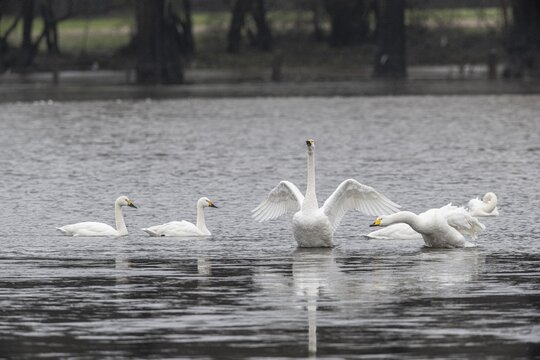 Tundra swans (Cygnus bewickii), fighting, Emsland, Lower Saxony, Germany