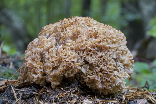Wood cauliflower fungus (Wood Cauliflower crispa), Hesse, Germany