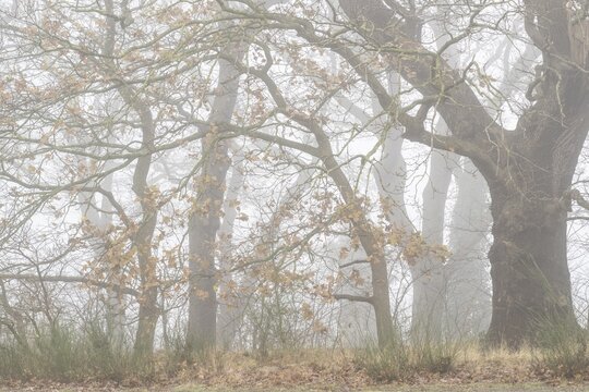 English oaks (Quercus robur) in Nebel, Emsland, Lower Saxony, Germany