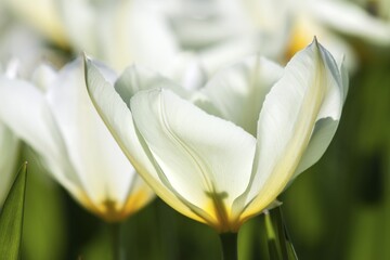 Blooming tulips (Tulipa), Baden-Württemberg, Germany