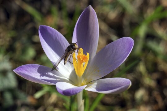 Hoverfly (Syrphidae) sitting on a crocus, crocus flower (Crocus) purple, Baden-W&uuml;rttemberg, Germany