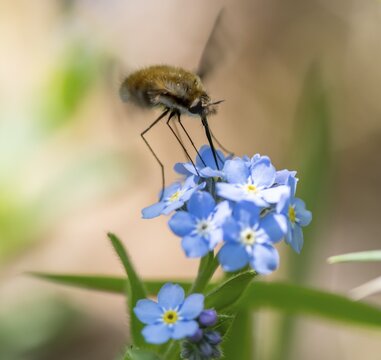 Bee fly (Bombyliidae) sitting on blue flowers of the forget-me-not (Myosotis), Bavaria, Germany