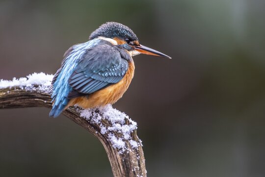 Common kingfisher (Alcedo atthis), Emsland, Lower Saxony, Germany