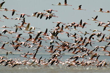 Ethiopian flamingos on a cloudy winter day.