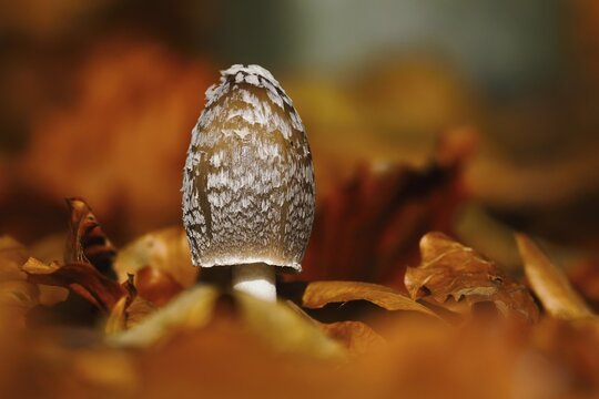 Magpie fungus (Coprinopsis picacea), Hesse, Germany