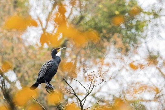 Great cormorant (Phalacrocorax carbo) standing on branch, autumnal bokeh, Hesse, Germany