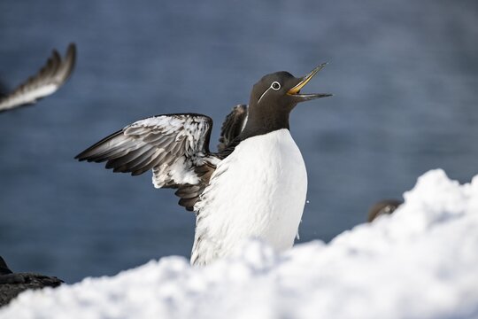 Common guillemot (Uria aalge) with outstretched wings, Hornoya Island, Horn&oslash;ya, Vard&oslash;, Varanger Peninsula, Troms og Finnmark, Norway