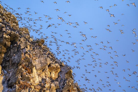 Flock of birds, common guillemots (Uria aalge) in flight, breeding colony, sunset, Hornoya Island, Horn&oslash;ya, Vard&oslash;, Varanger Peninsula, Troms og Finnmark, Norway