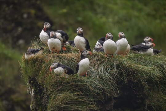 Puffin (Fratercula arctica) sitting on a grassy rock, Heimaey Island, Westman Islands, Vestmannaeyjar, Su&eth;urland or South Iceland, Iceland