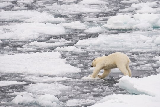 Polar bear (Ursus maritimus), on the pack ice, Svalbard Island, Svalbard archipelago, Svalbard and Jan Mayen, Norway