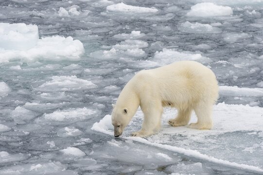 Polar bear (Ursus maritimus) on the pack ice, Svalbard Island, Svalbard archipelago, Svalbard and Jan Mayen, Norway