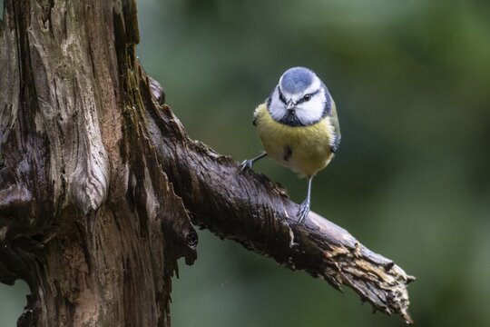 Blue Tit (Parus caerulea), Emsland, Lower Saxony, Germany