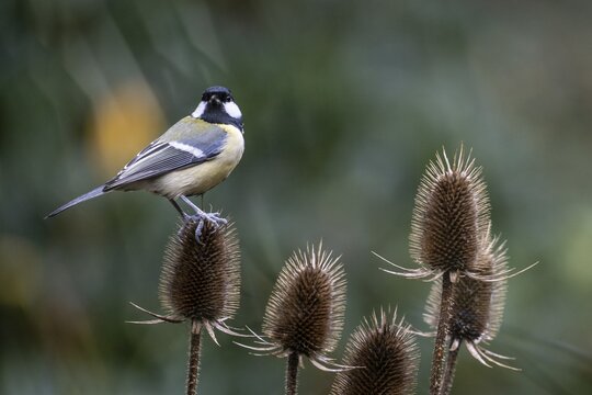Great Tit (Parus caerulea), Emsland, Lower Saxony, Germany