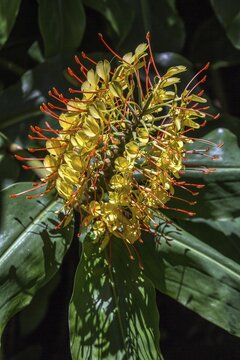 Kahili ginger (Hedychium gardnerianum), flower, Madeira, Portugal
