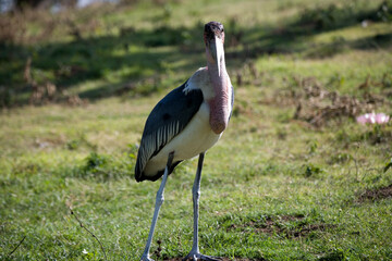 Ethiopian marabou close-up.