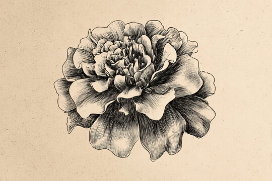 Flower is drawn in black and white - Powered by Adobe