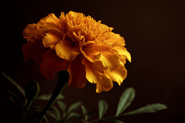 Single yellow flower with dew drops on it
