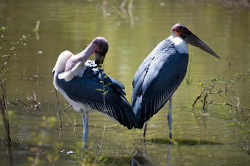 Ethiopian marabou close-up.