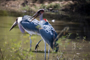 Ethiopian marabou close-up.