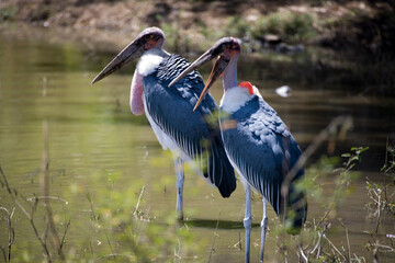 Ethiopian marabou close-up.