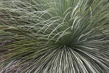 Dasylirion miquihuanense, Madeira, Portugal