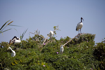 Ethiopian marabou close-up.