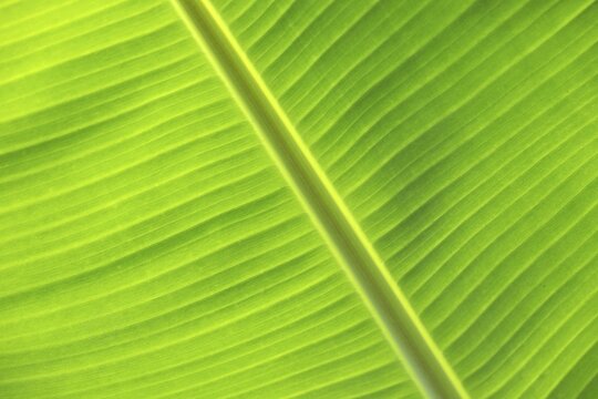 Banana leaf against the light, close-up, Madeira, Portugal