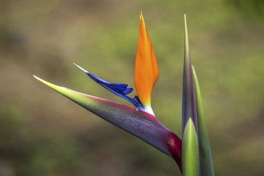 Flower of the Strelitzia (Strelitzia), Madeira, Portugal
