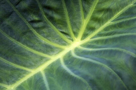 Leaf of the giant elephant ear, also known as giant taro (Alocasia macrorrhizos), close-up, Madeira, Portugal