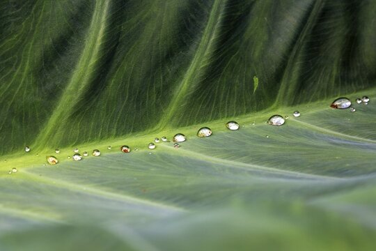 Water droplets on a leaf of the giant elephant's ear, also known as giant taro (Alocasia macrorrhizos), close-up, Madeira, Portugal
