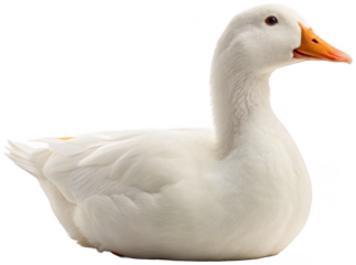 A pristine, fluffy, and fully-plumed white domestic duck with a vibrant orange beak and feet gracefully bends its neck in a gentle curve, exhibiting a calm and, isolated on transparent background.