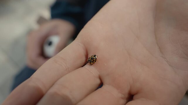 young palm holding ladybug pacifier blurred, closeup macro shot of tiny spotted beetle crawling across childs palm, soft daylight and shallow focus, bench background and gentle motion, candid moment