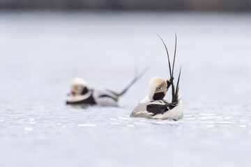 Long-tailed duck (Clangula hyemalis), male in splendour plumage during plumage care, Batsfjord, Båtsfjord, Varanger Peninsula, Finnmark, Northern Norway, Norway