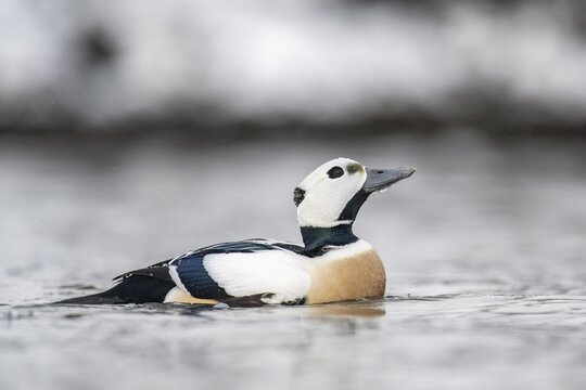 Steller's eider (Polysticta stelleri), male, colourful plumage, W, Batsfjord, B&aring;tsfjord, Varanger Peninsula, Finnmark, Northern Norway, Norway