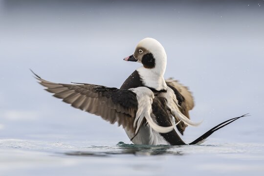 Long-tailed duck (Clangula hyemalis), male in splendid plumage with outstretched wings, Batsfjord, B&aring;tsfjord, Varanger Peninsula, Finnmark, Northern Norway, Norway