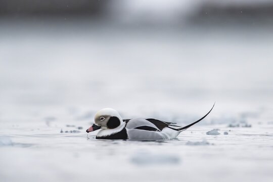 Long-tailed duck (Clangula hyemalis), male in splendour, Batsfjord, B&aring;tsfjord, Varanger Peninsula, Finnmark, Northern Norway, Norway