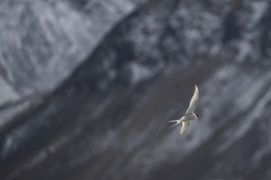 Arctic tern (Sterna paradisaea) in flight, Nordfjorden, Isfjord, Spitsbergen, Svalbard, Norway