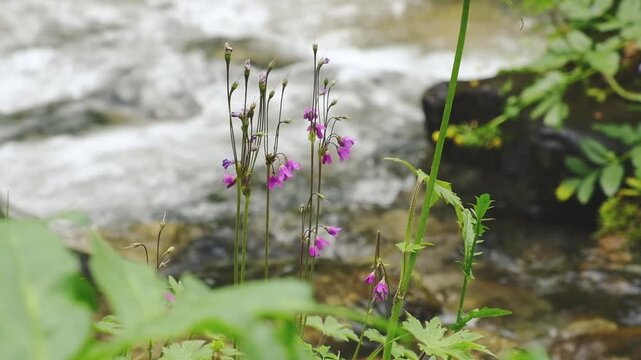 Delicate lilac flowers of Cortusa matthioli, Cortusa matthioli by a mountain stream. Close-up of wild flowers in a natural environment
