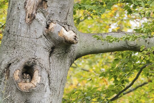 Tawny owl (Strix aluco) looking out of its tree hollow, autumnal ambience, Hesse, Germany